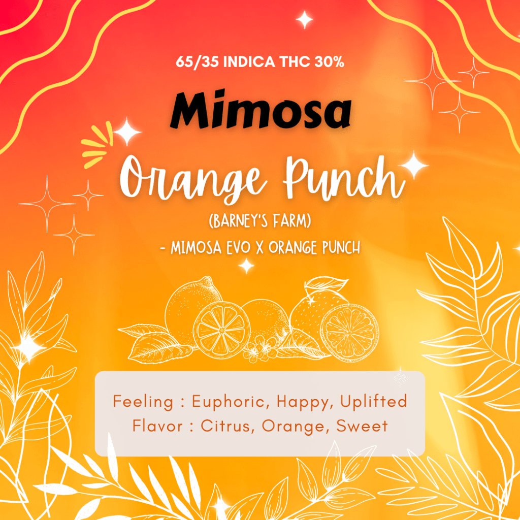 Mimosa x Orange Punch