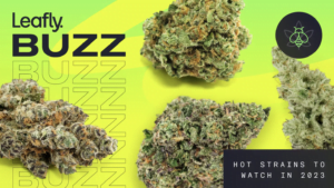 Leafly-Buzz-13-top