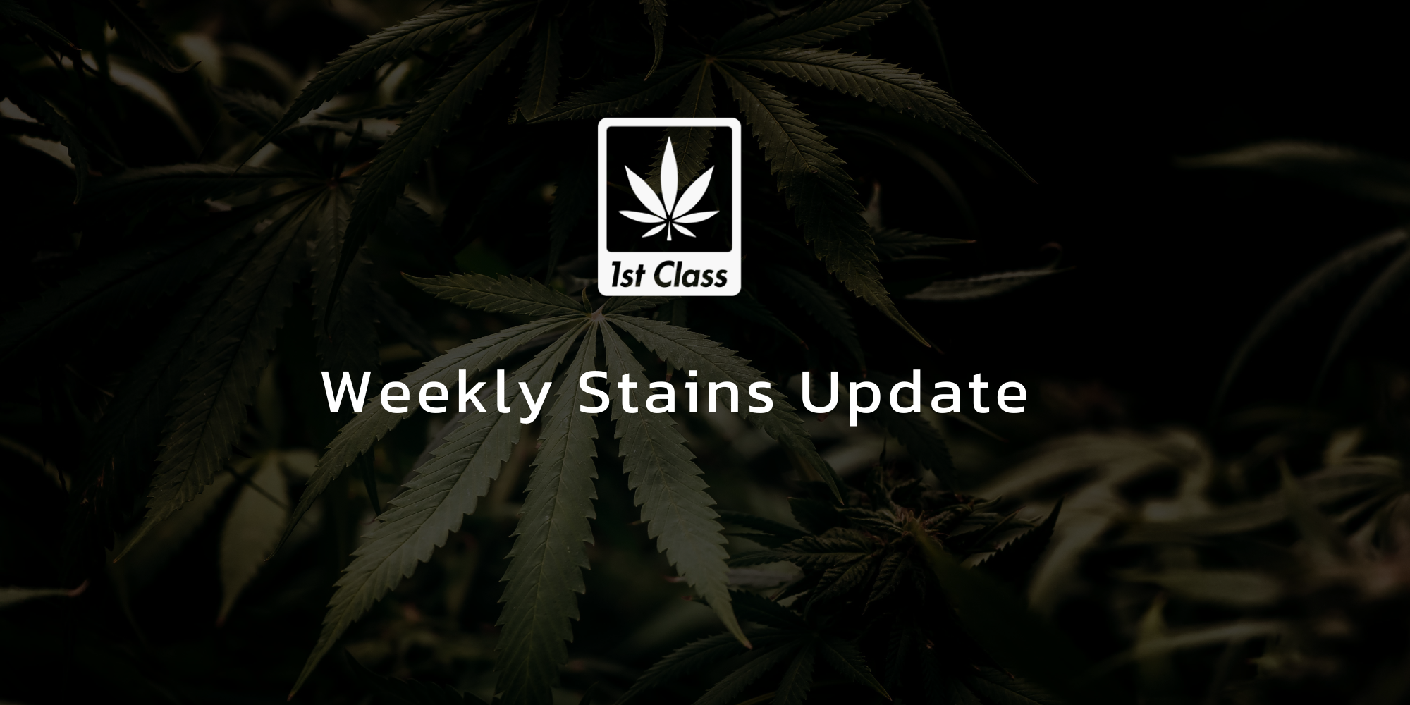 weekly stian update